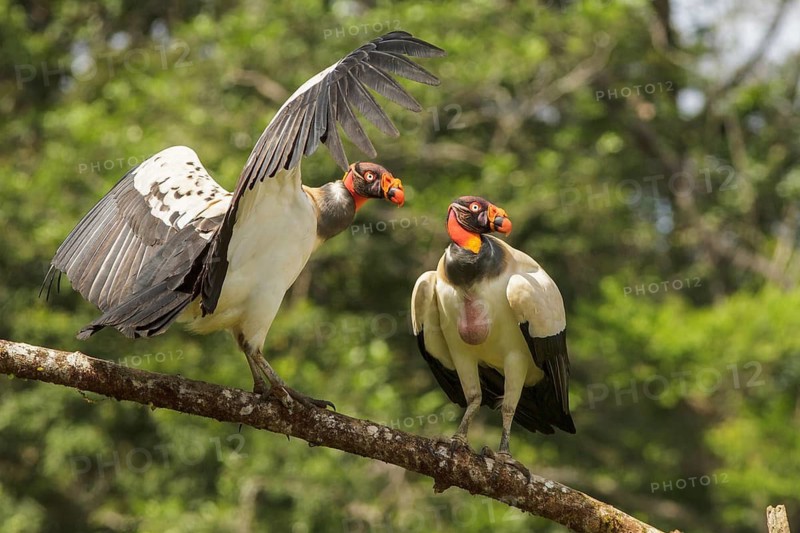 King Vulture (Sarcoramphus papa) perched on a branch in Costa Rica