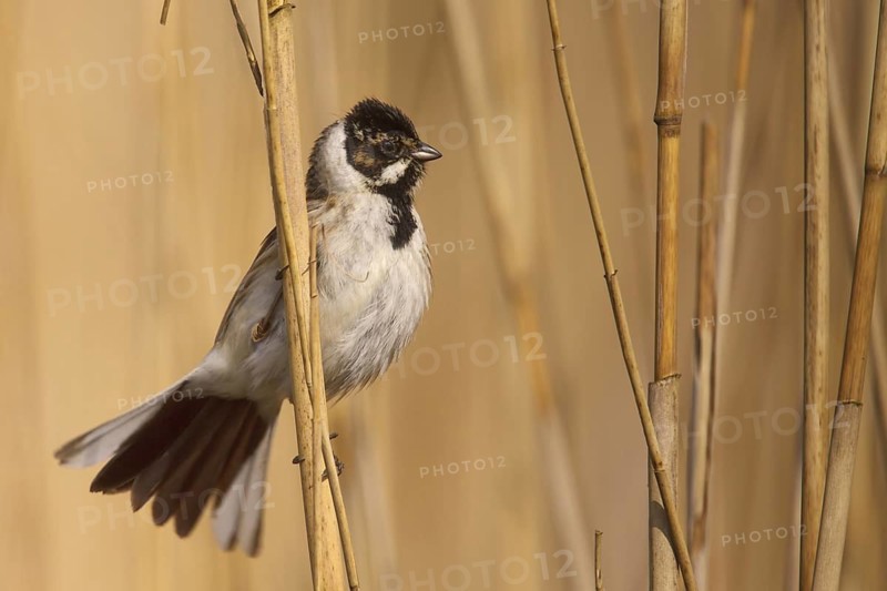Common Reed Bunting (Emberiza schoeniclus) male, Utrecht, Netherlands