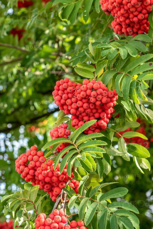 Noble european rowan (Sorbus aucuparia var. edulis), Garden Dr Gerd Dietrich, Germany