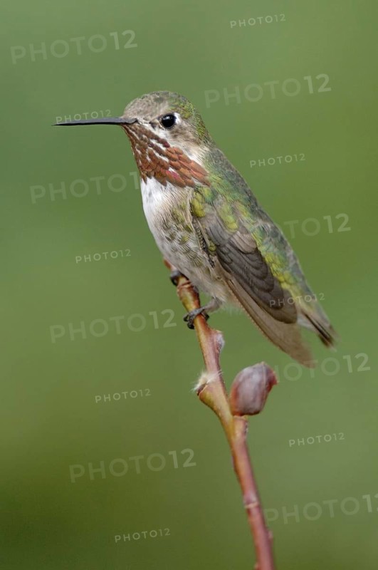 Calliope Hummingbird (Selasphorus calliope), Montana, USA
