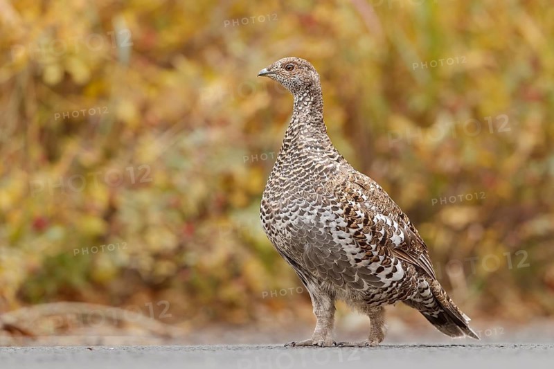 Dusky Grouse (Dendragapus obscurus) female, Colorado, USA