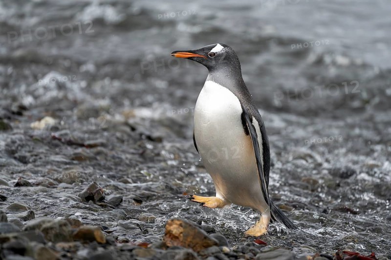 Gentoo penguin (Pygoscelis papua), adult, walking along the water's edge on a gravel beach, South Georgia, South Atlantic