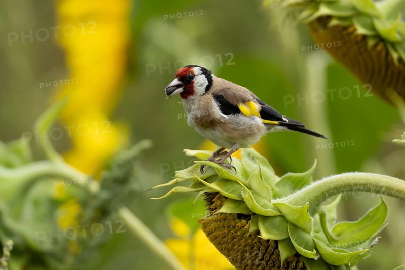 European goldfinch (Carduelis carduelis) adult bird feeding on a sunflower seed in a field of sunflowers, England, United Kingdom