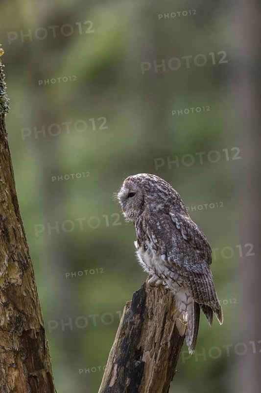 One tawny owl or brown owl (Strix aluco) sitting on a dead tree in the bavarian forest. Green vegetation around