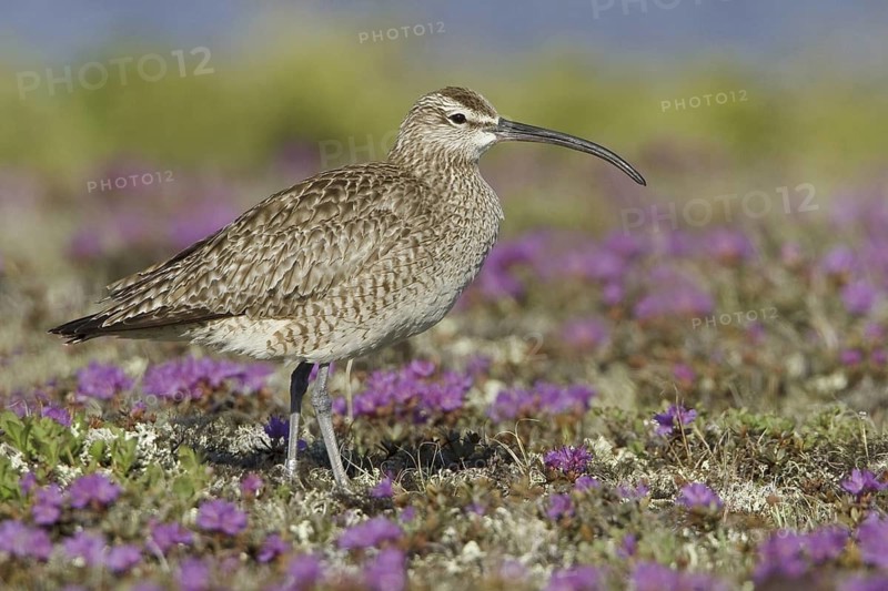 Whimbrel (Numenius phaeopus), Manitoba, Canada