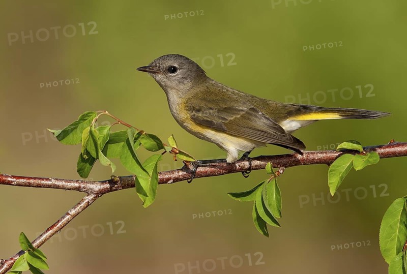 American Redstart (Setophaga ruticilla) female, Texas, USA