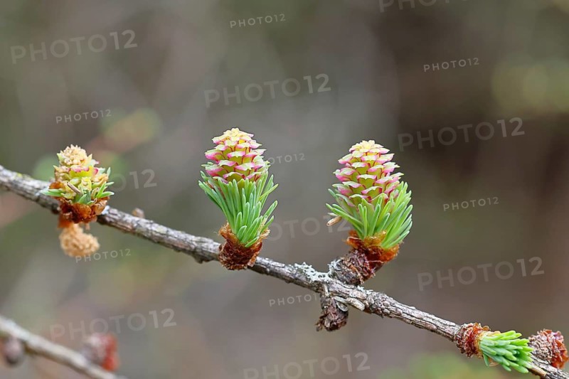 Female and male flowers of the larch (Larix decidua), growing into cones, Wilnsdorf, North Rhine-Westphalia, Germany