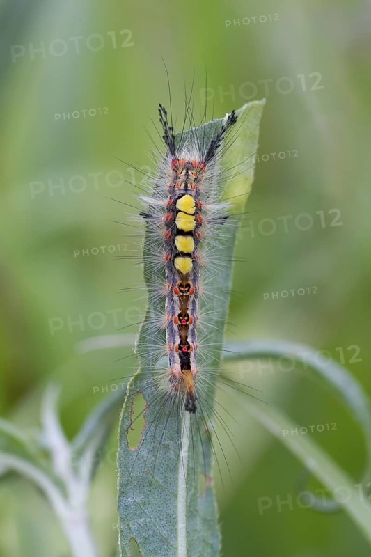 Orgyia antiqua - Rusty Tussock Moth - Schlehen-Bürstenspinner, Germany (Rheinland-Pfalz), imago