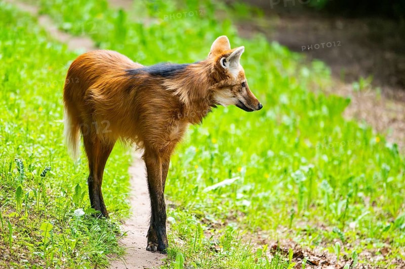Maned wolf (Chrysocyon brachyurus) walking around, Germany