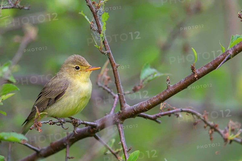 Yellow Warbler, Icterine Warbler, Hippolais icterina, Hypolaïs ictérine, Zarcero Icterino, Worms district, Worms, Rhineland-Palatinate, Germany