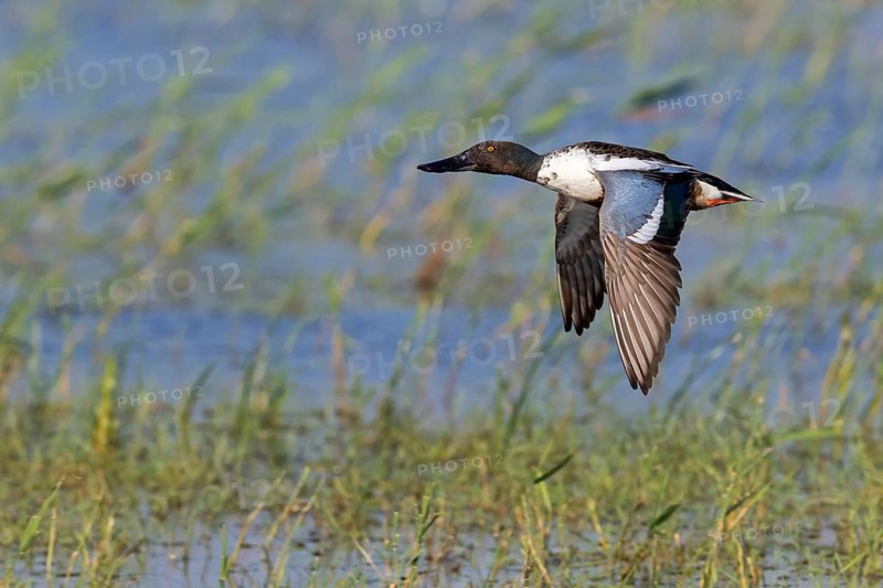 Shoveler, (Anas clypeata), flight photo, animals, birds, ducks, duck family, male, drake, Lake Neusiedl, Illmitz, Burgenland, Austria