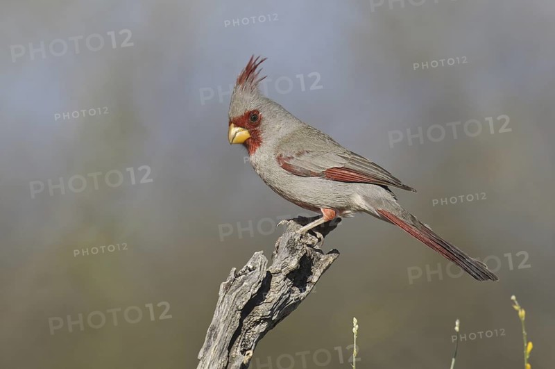 Pyrrhuloxia (Cardinalis sinuatus) male, Arizona, USA
