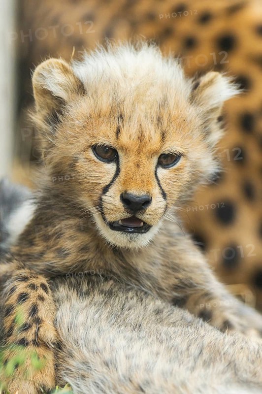 Cheetah (Acinonyx jubatus) youngster, portrait, captive, occurrence Africa