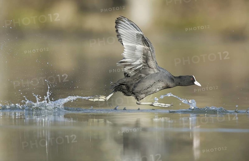 Eurasian Coot (Fulica atra) flying, Saxony, Germany