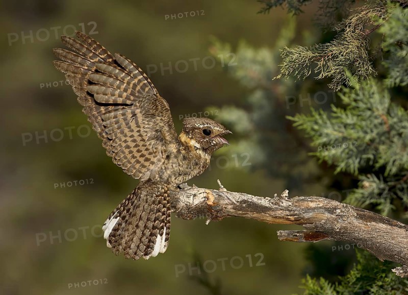 Buff-collared Nightjar (Antrostomus ridgwayi), Arizona, USA