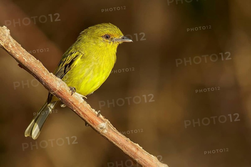 Ochre-lored Flycatcher (Tolmomyias flaviventris) perched on a branch in the grasslands of Guyana