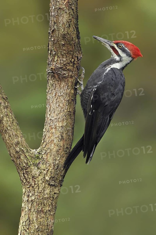 Pileated Woodpecker (Dryocopus pileatus), British Columbia, Canada