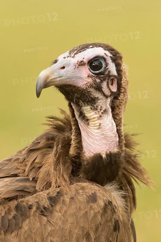 Hooded Vulture (Necrosyrtes monachus) juvenile, Gambia