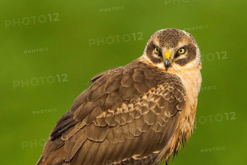 Pallid Harrier (Circus macrourus), Lisbon, Portugal