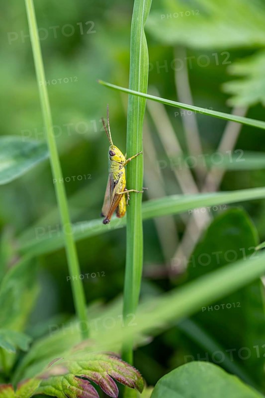 Great green bush cricket (locusta), grasshopper, on a blade of grass in a meadow, Tyrol, Austria
