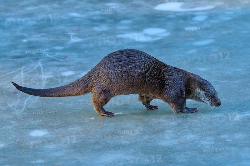 An otter cautiously exploring the icy surface in a wintry environment, Winter, Otter (Lutra lutra), Hesse, Germany