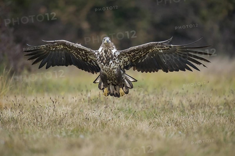 White-tailed Eagle (Haliaeetus albicilla) flying, Kutno, Poland