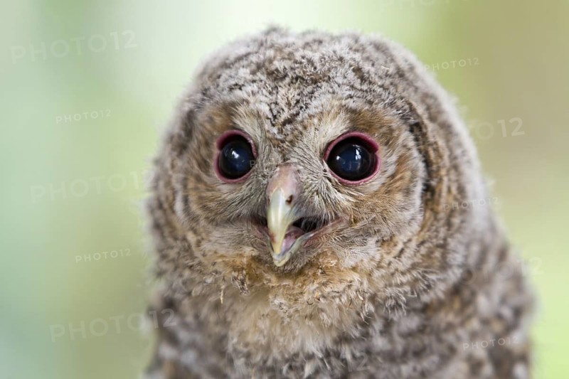 Tawny Owl (Strix aluco) juvenile, North Rhine-Westphalia, Germany