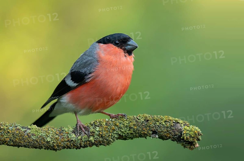Eurasian Bullfinch (Pyrrhula pyrrhula) male perched on a branch, Lower Saxony, Germany