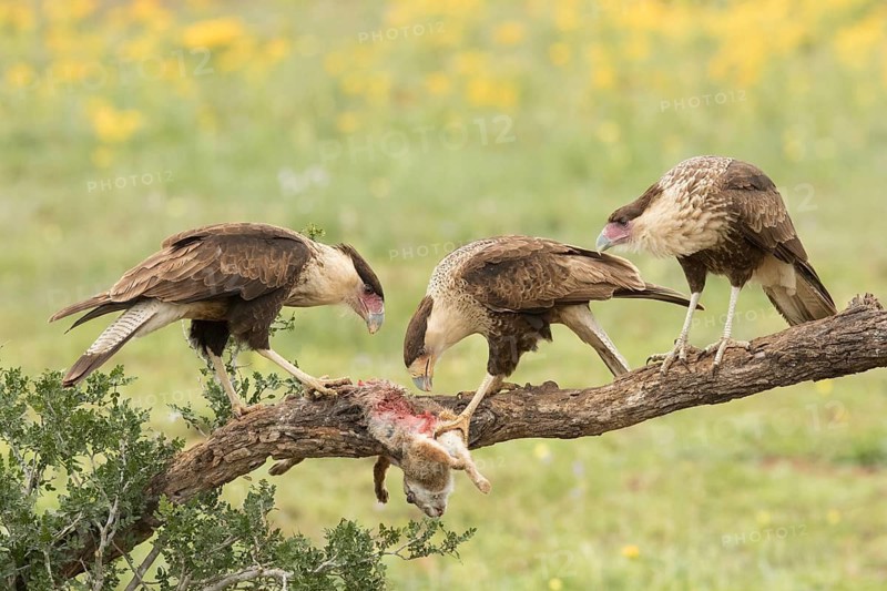 Northern Crested Caracara (Caracara cheriway) juvenile eat on carrion, Texas, USA