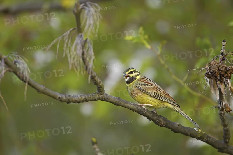 Cirl Bunting (Emberiza cirlus) male, Rhineland-Palatinate, Germany