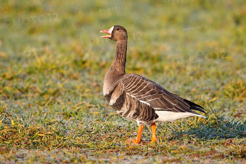 Greater White-fronted Goose (Anser albifrons), North Rhine-Westphalia, Germany