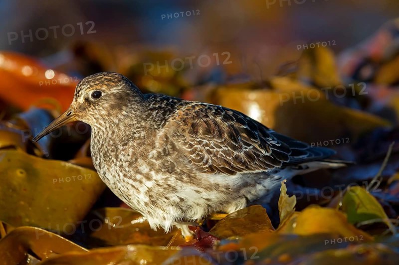 Purple Sandpiper, (Calidris maritima), Animals, Birds, Waders, Varanger, Finnmark, Norway