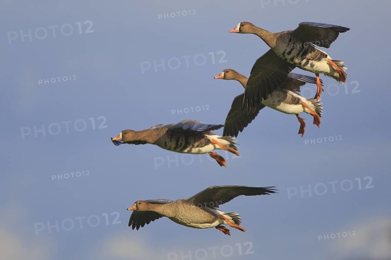 Greater White-fronted Goose (Anser albifrons) flying, North Rhine-Westphalia, Germany