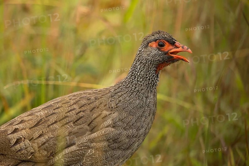Red-necked Spurfowl (Pternistis afer) calling, Lake Mburo National Park, Uganda