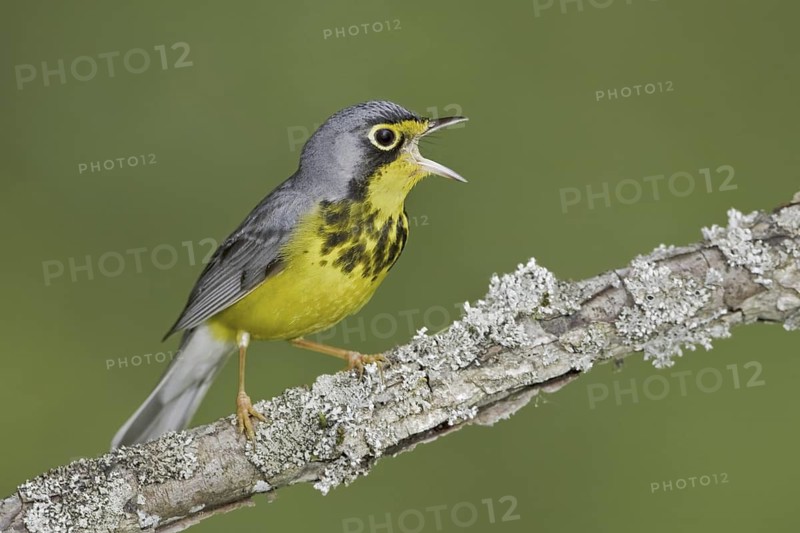 Canada Warbler (Cardellina canadensis) singing, Ontario, Canada