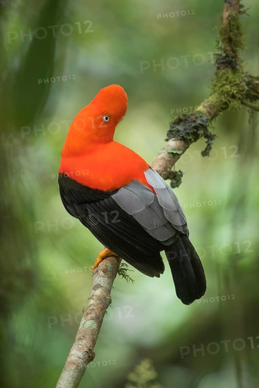 Andean Cock-of-the-rock (Rupicola peruvianus) male, Madre de Dios, Peru