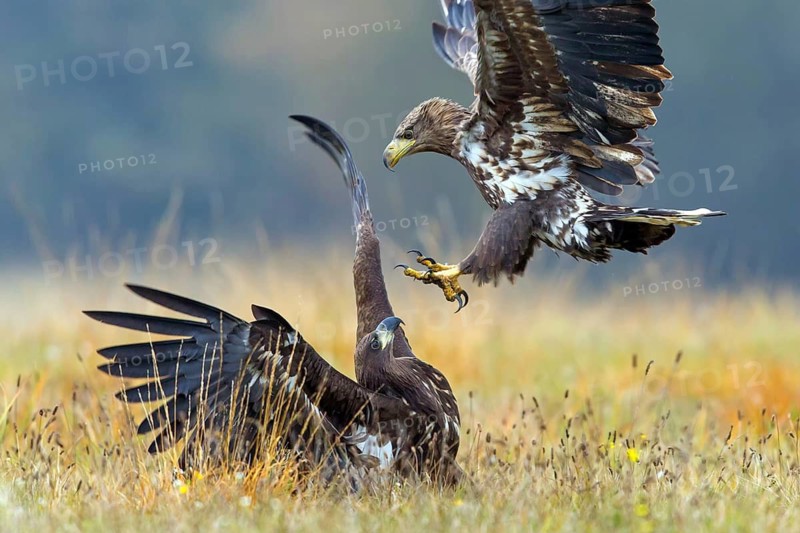 White-tailed eagle, animals, birds, birds of prey, eagle, (Haliaeetus albicill), Haliaaetus albicilla, hawk family, two, fight, fight, fighting, fighting, fighting, centrapoles, Kutno, Lodz, Poland