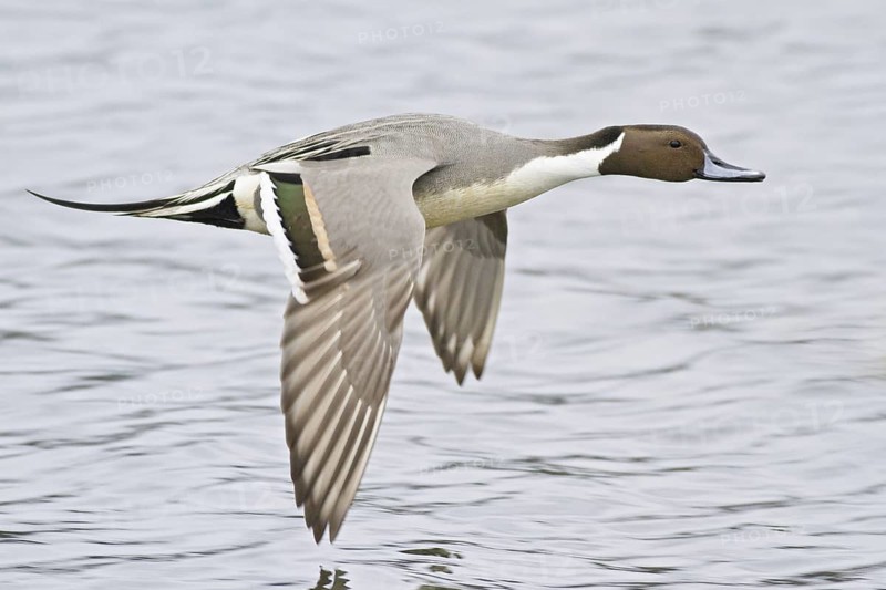 Northern Pintail (Anas acuta) male flying, British Columbia, Canada