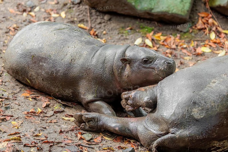 A female pygmy hippopotamus (Choeropsis liberiensis) nurses its calf. Liberia, West-Afrika