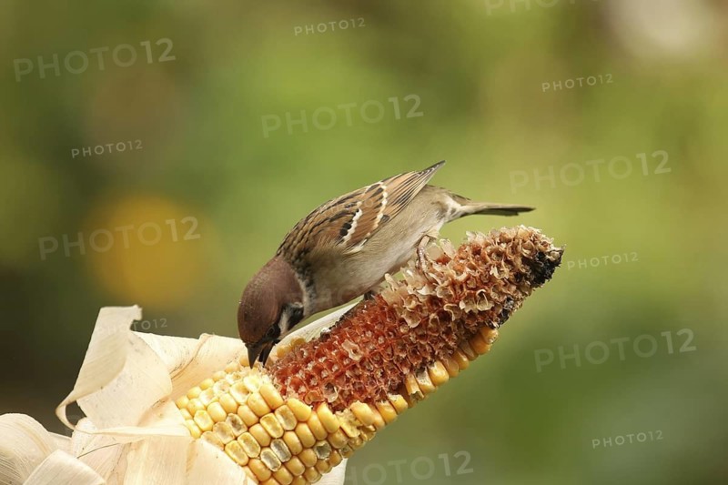 Eurasian Tree Sparrow (Passer montanus), Lower Saxony, Germany
