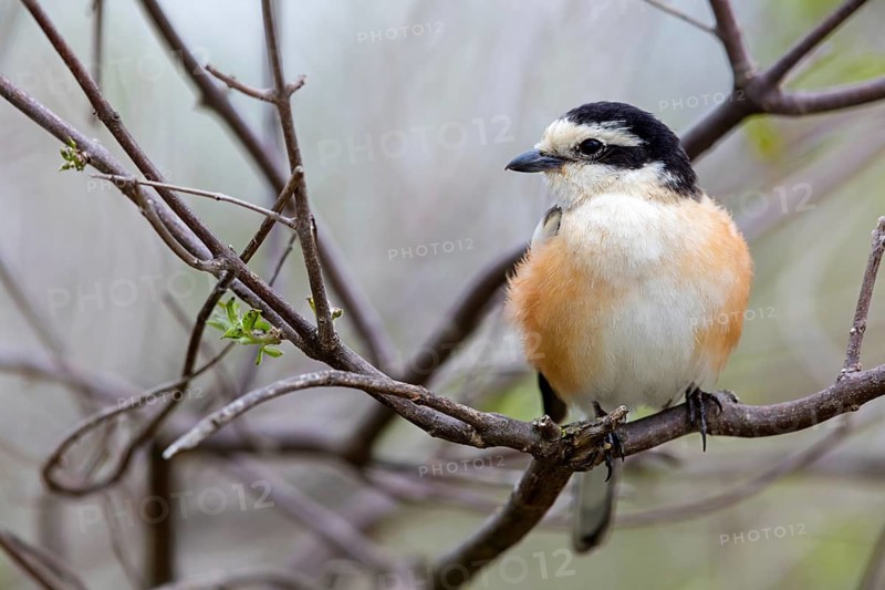 Masked shrike, (Lanius nubicu), animals, birds, family of shrikes, perching site, biotope Lesbos Island, Lesbos, Greece