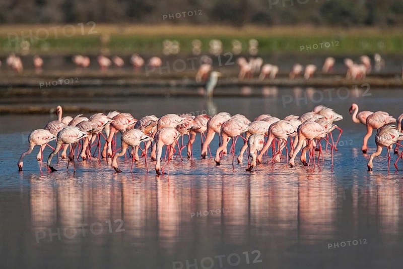 Pink flamingos (Phoenicopterus roseus), South Africa