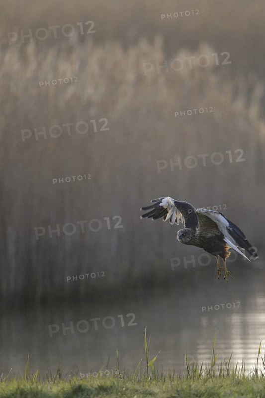 Western Marsh Harrier (Circus aeruginosus) male flying, Texel, Netherlands