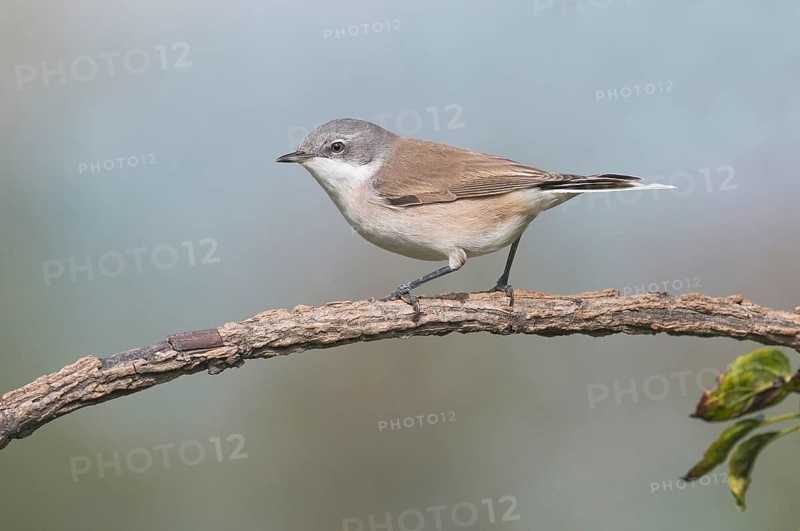 Lesser Whitethroat (Sylvia curruca) perched on a branch, Aosta Valley, Italy
