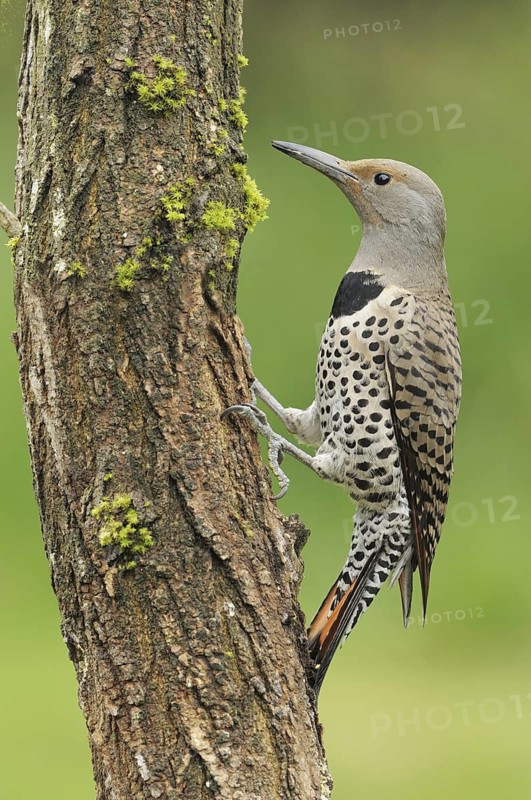 Northern Flicker (Colaptes auratus), British Columbia, Canada