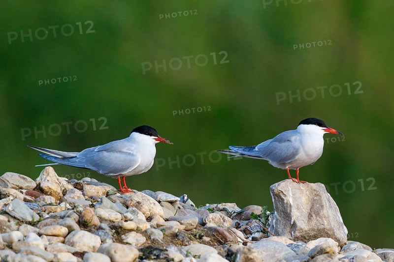 Common Tern (Sterna hirundo), North Rhine-Westphalia, Germany