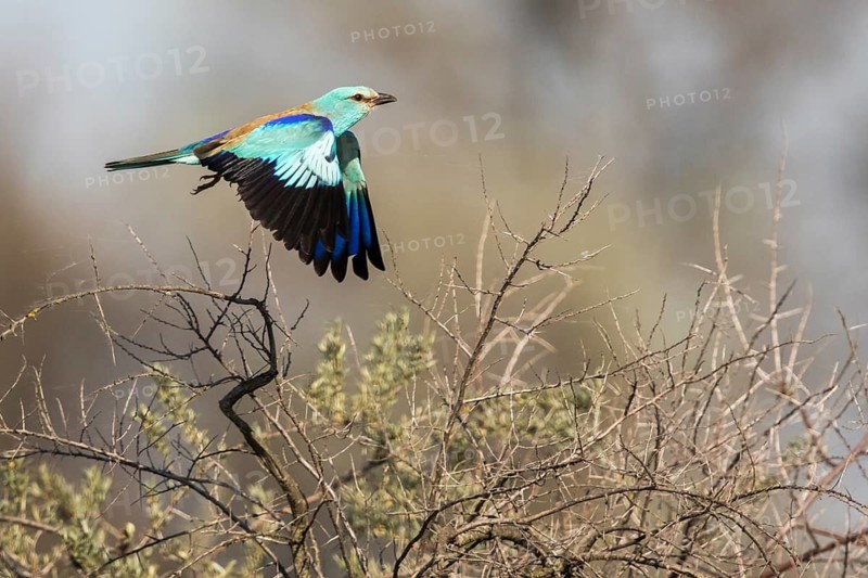 European Roller (Coracias garrulus) taking flight, Romania