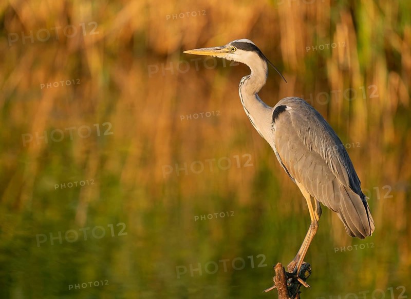 Grey heron (Ardea cinerea) standing on a dead branch at a lake, warm morning light, Lower Saxony, Germany