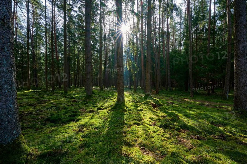 Sun rays break through the thick foliage and illuminate the forest-covered ground with a touch of light, Mudau, Odenwald, Baden-Württemberg, Germany