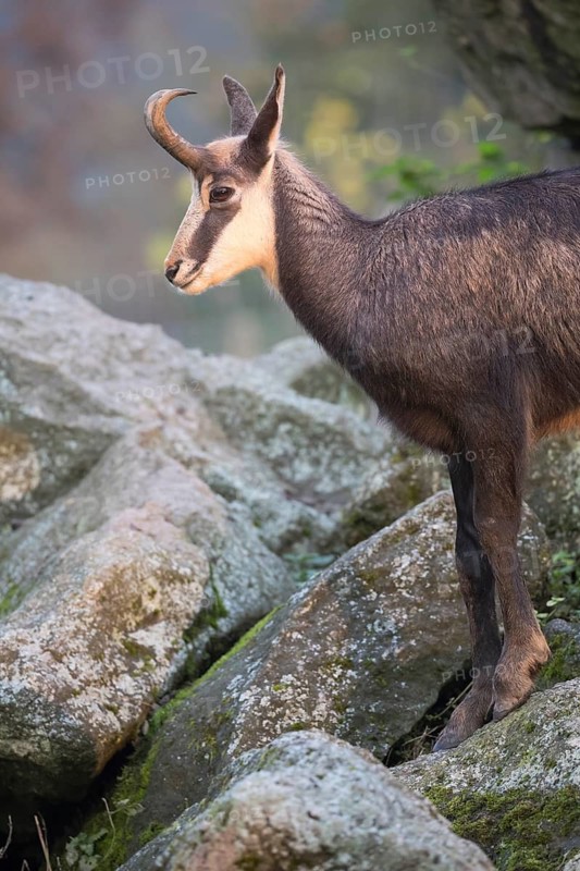 One chamois standing on rocks, autumnal colors of a forest in the distant background